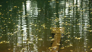 После погружения не поднялся на поверхность: в Пронском районе погиб дайвер