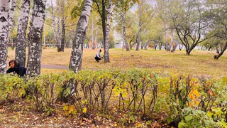 В Рязани студенты и преподаватели ведут борьбу с кладками шелкопряда