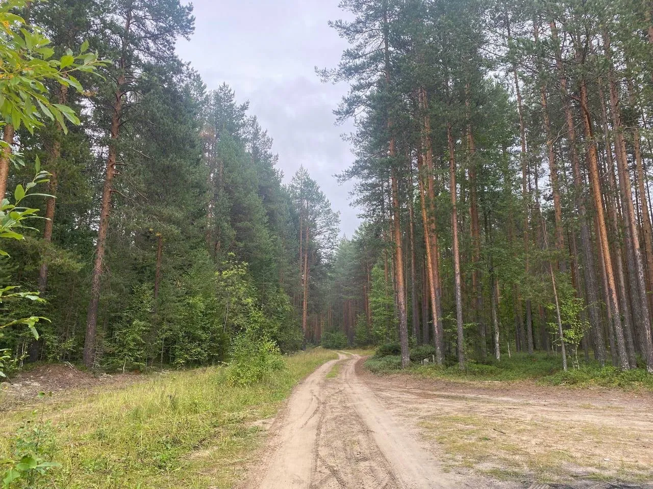 Пропавших в лесу пенсионеров из Коми спасатели нашли живыми