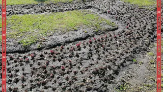 У Вечного огня на площади Победы из-за заморозков погибла клумба