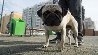 Нижнекамец: «Не выгуливайте собак на детской площадке!»