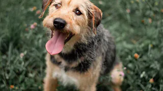 Дай лапку: Айс, Шмель, Лана и Мишель ждут своих хозяев