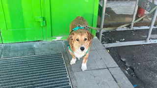 В Коми бесплатно провели сотни операций по стерилизации животных