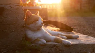 В Брянской области 24 августа ожидается температура до +32 градусов