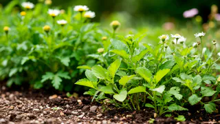 Мокрице объявила войну: осенью рассыпаю на грядках это дешёвое удобрение, и сорняк отступает