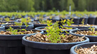 В Киржачском районе начали промышленное выращивание голубики в контейнерах