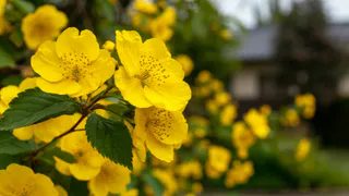Больше никаких капризных гортензий - 4 эффектный цветка, которые обрадуют уже в первых год посадки