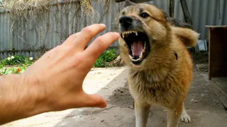 На нижнекамском кладбище введен карантин по бешенству