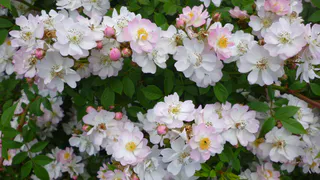 Одна простая хитрость — и декабрист будет усеян бутонами: как добиться мегацветения с помощью настоя из всего «мусора»