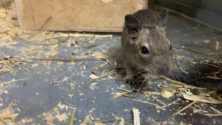 Пшикнули на углы — и мышей как не бывало: сбегут из дома даже в самый лютый мороз