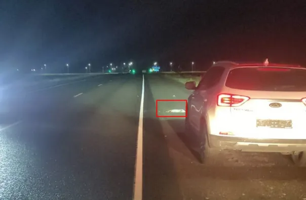 Житель Магнитогорска сбил зайца на трассе Озерное – Красная Башкирия и получил штраф