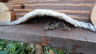 Рязанские власти задумались о том, как не повторить массовую гибель пчел 2019 года