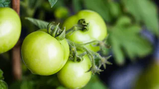 Фитофтора томатам больше не угрожает — спасаю культуру с помощью пшыков: коварный грибок боится этой «болтушки»