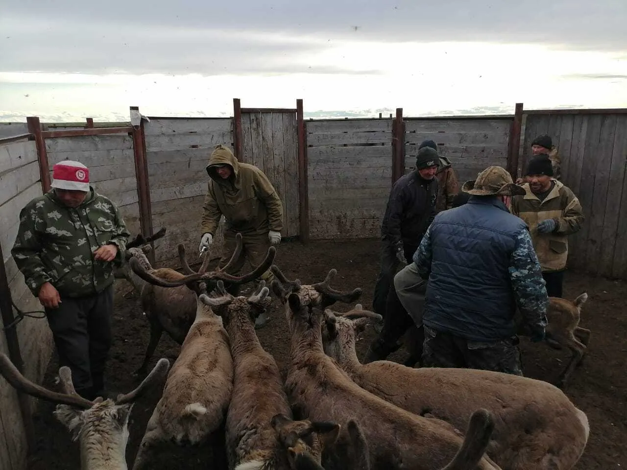 Ветврачи проводят в Коми вакцинацию северных оленей от сибирской язвы