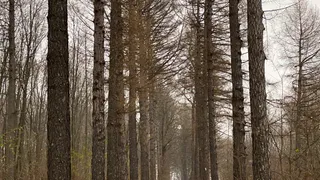 Какая погода ждет рязанцев на этой неделе? Синоптики прогнозируют резкое похолодание