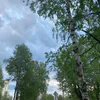 9 июня в Коми север промокнет под дождём, юг прогреется до +22