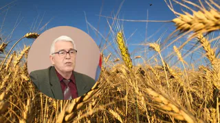 Много снега - много хлеба: по мнению эксперта, суровая зима может предвещать урожайный год