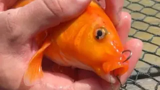 Рыбалка в Челябинском зоопарке: безответственные родители подвергли опасности карпа и себя