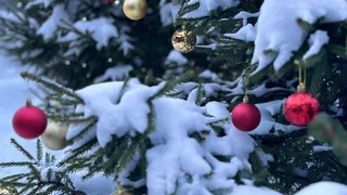 Жители Рязанской области могут принять участие в акции «Экоелка»