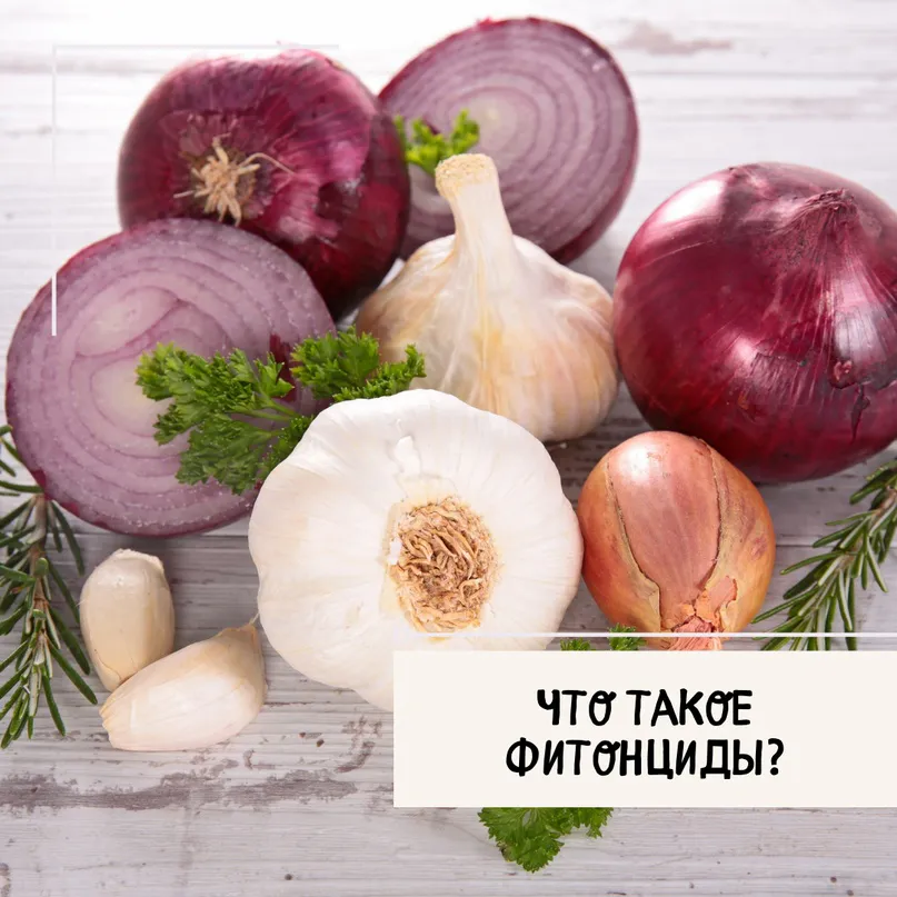 Что такое фитонциды?
