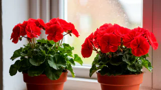 Лучше подкормки не придумали: регулярно удобряйте герань этим средством — зацветет на глазах