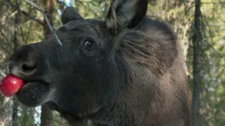 Для сохранения лосефермы в Коми нужен новый загон