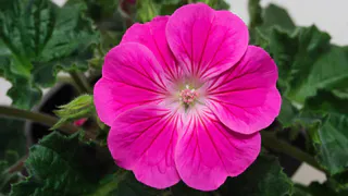 Герань даст вдвое больше цветов: простой зимний метод укоренения без хлопот