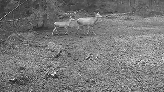 В Киржачском районе засняли трогательную встречу оленихи с детёнышем