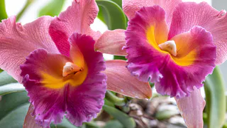 Три хитрости — и дохлый декабрист зацветет как никогда: как стимулировать зимнее цветение ленивой и чахлой шлюмбергеры