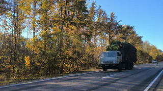 Рязанцам напомнили о гигантских штрафах за незаконную вырубку елей