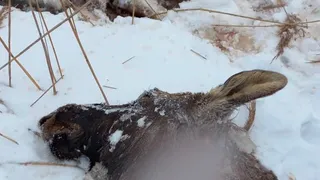 Госохотинспектор обнаружили останки лося в Вязниковском районе