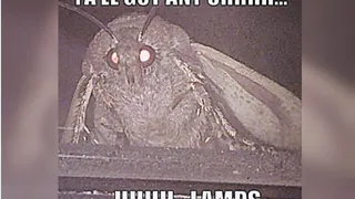 Тест на эрудицию: почему мотыльки летят на свет лампы и многое другое