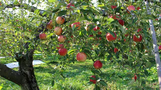 Весенние обработки яблонь и плодовых деревьев: защита от монилиоза и тли для богатого урожая