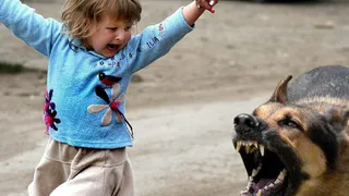 Челнинец отсудил 20 тыс. рублей у хозяйки собаки, которая укусила ребенка