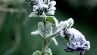 МЧС в Рязанской области предупредило о заморозках 3 и 4 сентября до -1