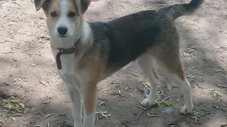 Дай лапку: Честер, Найда и Маффин ищут новую семью