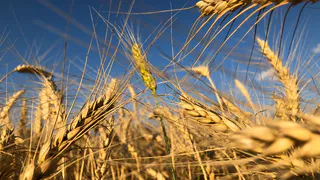 Спорим, ты не сможешь прожить в деревне и месяца? Пройди тест и узнай ответ!