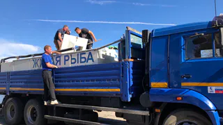 В пензенское водохранилище выпустили 400 штук молодой стерляди