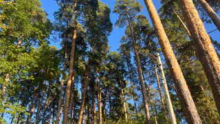 В Пензе проходят обсуждения проекта по созданию защитной зоны Ахунского леса