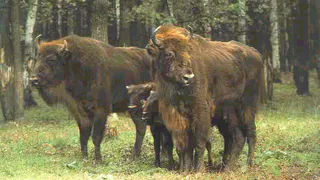 В Область привезут 15 зубров из Швеции