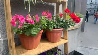 5 горошин в горшок — и герань ринется в рост: выпускает бутоны и днем, и ночью 