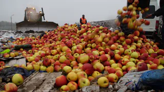 700 килограммов яблок отправят на свалку
