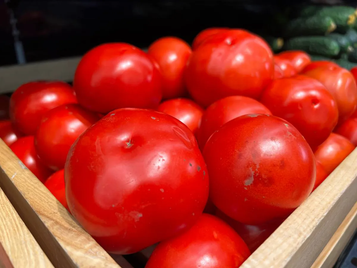 До 50 плодов с куста при любых погодных условиях: такой сорт томатов словно создан для Урала и Сибири — ничего не боится