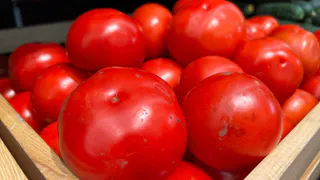 1 штука в лунку, и помидоры будут расти как на дрожжах: получите до 5 килограммов с куста