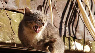 Опасный кот: в рязанском селе ввели карантин из-за бешенства