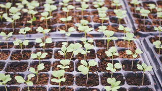 Что можно выращивать без рассады и хлопот: самые холодостойкие культуры - сею как только сойдет снег