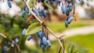 Жимолости весной мечтает о ней: 2 ложки на ведро воды — и ягоды пойдут размером с палец: станут слаще меда