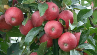 Эффективная защита яблонь от вредителей: натуральный раствор