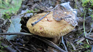 Ученые бьют тревогу: свинушки опасны для здоровья человека