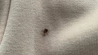 Сажаю 1 цветок на участке — и клещам вход закрыт: создается защита покрепче забора